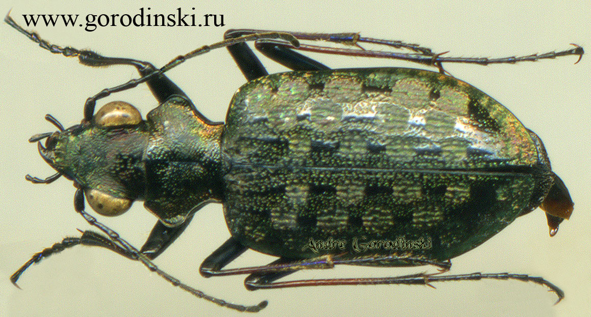 carabidae/Elaphrus sp..jpg